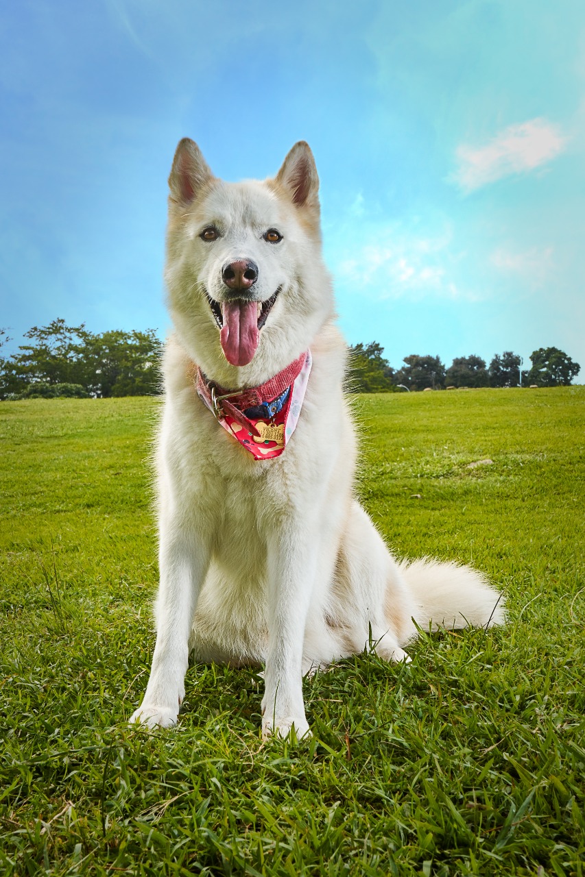 vicent-perrito-marcapasos-medellin