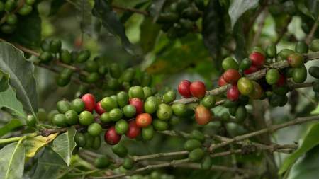 Inicia plan de seguridad para cosecha y elecciones