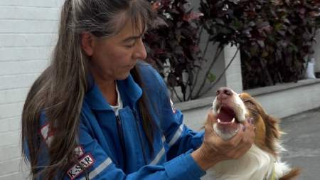 Sepa cómo actuar ante una emergencia con su mascota en el hogar