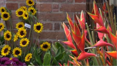 Más de 20 mil flores de 40 especies adornan el edificio Vásquez en la feria Vásquez