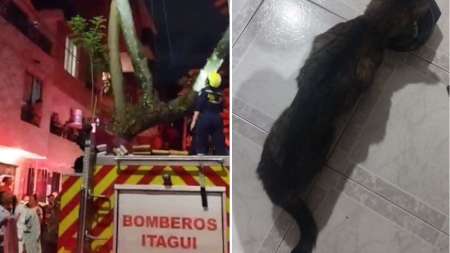 rescate-gatico-itagui