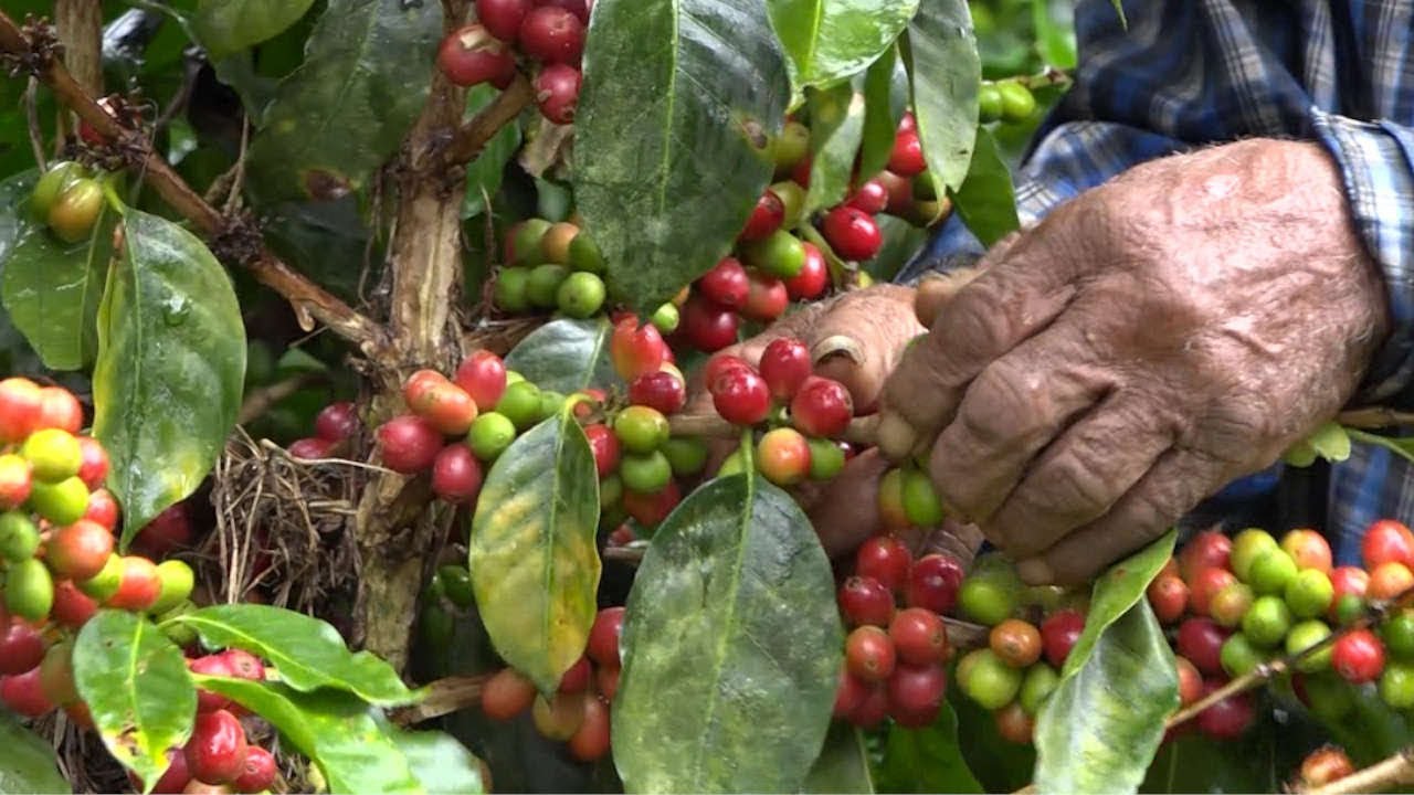 cafeteros-de-antioquia