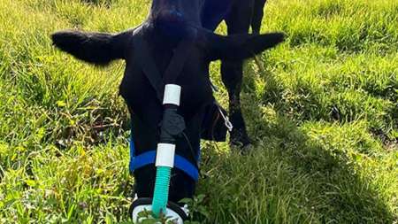 Vacas con máscara