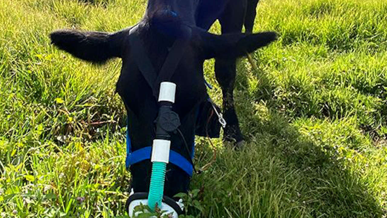 Vacas con máscara