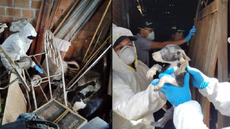 Rescatan más de 10 animales domésticos de presunto albergue