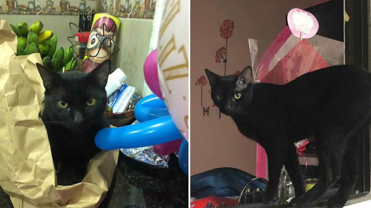 berlin-extraviado-medellin