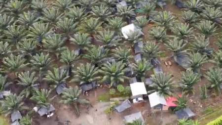 Denuncian invasión a predios palmeros en Turbo