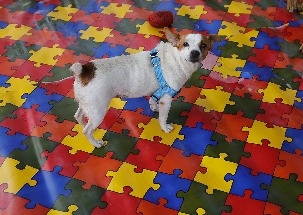 vehiculo-proteccion-animal-medellin