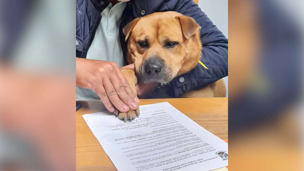 perrito-contratado