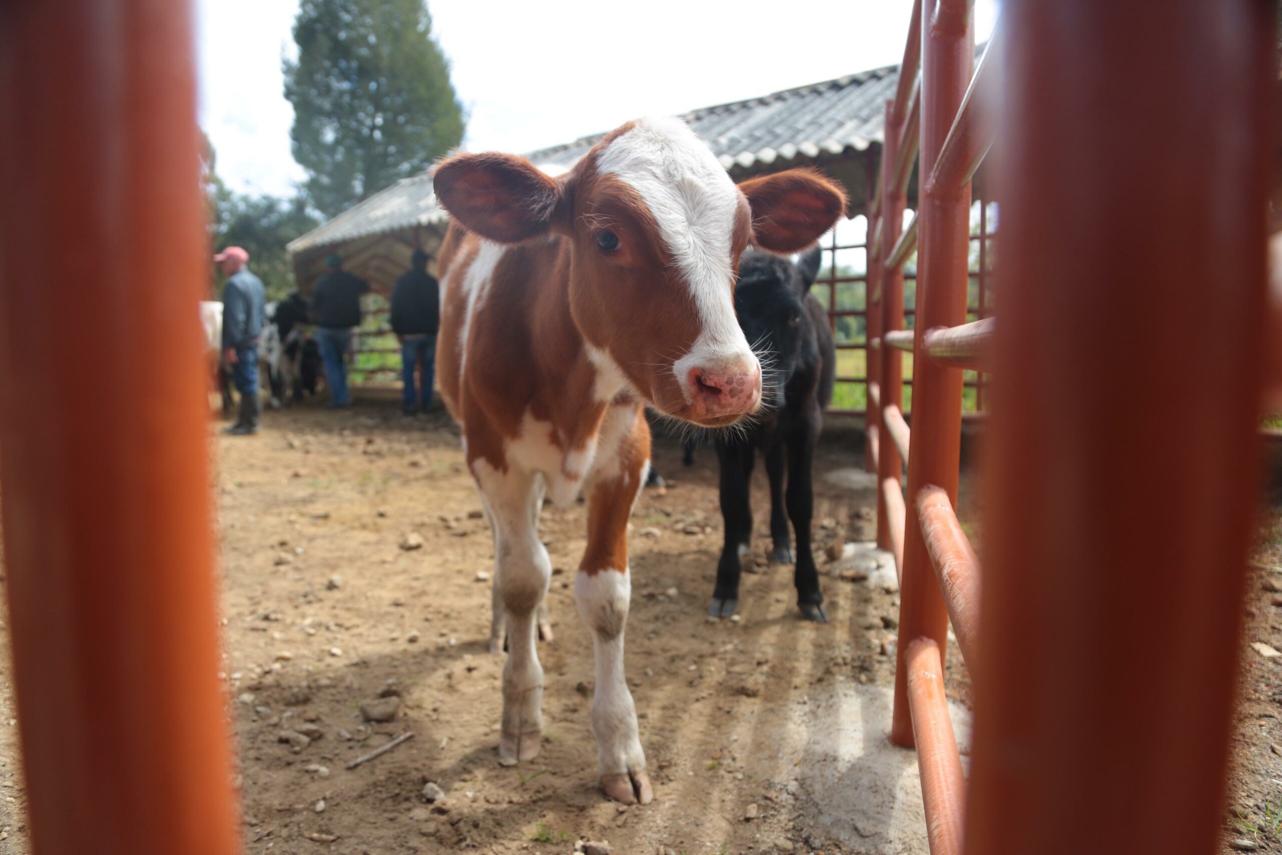 ganaderos-el-carmen-de-viboral