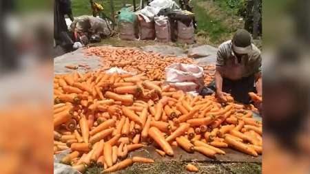Familia campesina que cultiva zanahoria en El Carmen de Viboral asegura que dejará perder su cosecha campesinos-zanahoria