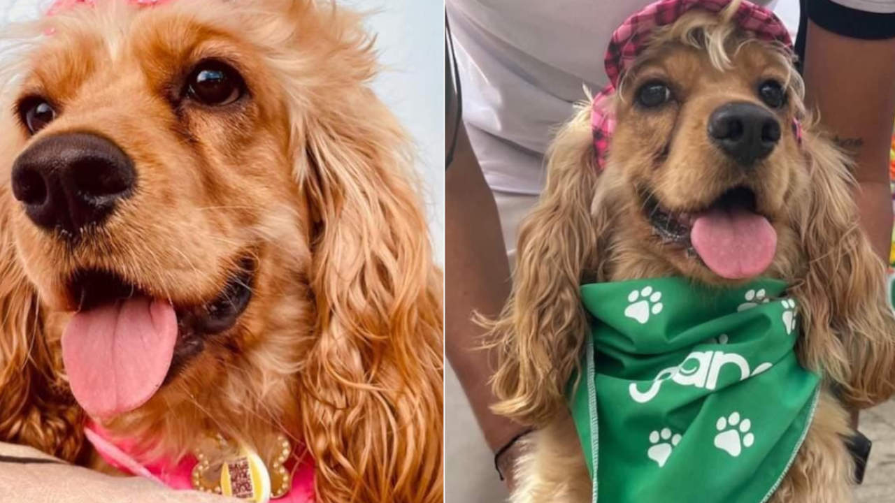 Una familia busca impacientemente a su perrita Aimee en Robledo Una familia busca impacientemente a su perrita Aimee en Robledo