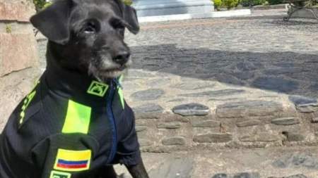 Transforma sus vidas: 10 razones para adoptar a un perrito viejito Transforma sus vidas: 10 razones para adoptar a un perrito viejito