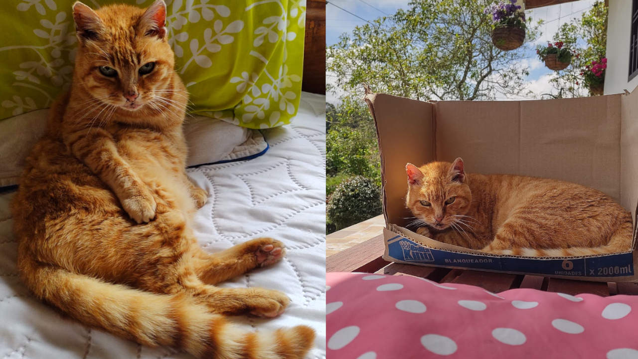 Esta gatica llamada Carolina es buscada impacientemente por su dueña en Santa Elena Esta gatica llamada Carolina es buscada impacientemente por su dueña en Santa Elena