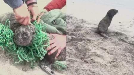 Salvaron a dos crías de focas atrapadas en una red