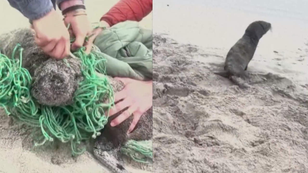 Salvaron a dos crías de focas atrapadas en una red