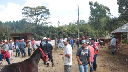 ganaderos-el-carmen-de-viboral