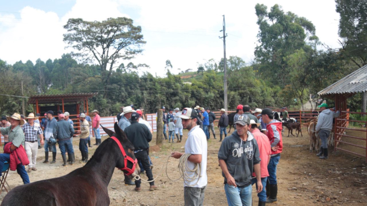 ganaderos-el-carmen-de-viboral