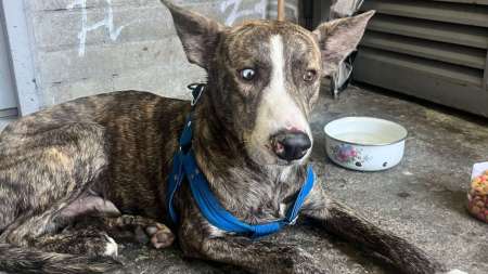 Este perrito llegó buscando refugio a la biblioteca de Robledo ¿lo reconoce? perrito-biblioteca-robledo