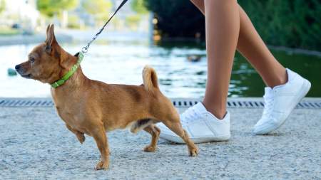 Evite que su perro tire de la correa al momento de llevarlo a un paseo
