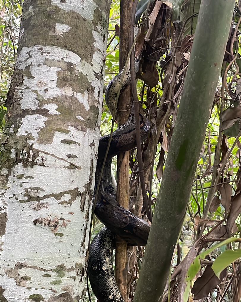 Esta serpiente estaba al interior de una casa en San Rafael 1 boa-casa-san rafael