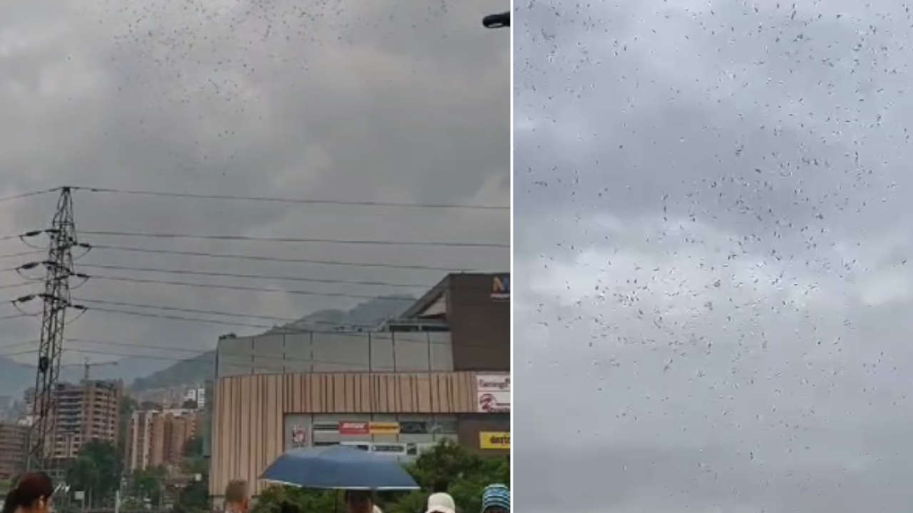 aves-migratoria-medellin