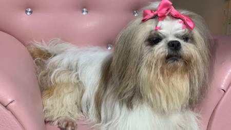Familia busca desesperadamente a su perrita Brianna en Medellín Familia busca desesperadamente a su perrita Brianna en Medellín