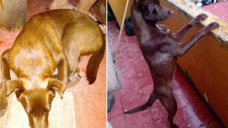 Buscan a ‘Estrella’, se extravió en Manrique Oriental estrella-perrita-extraviada