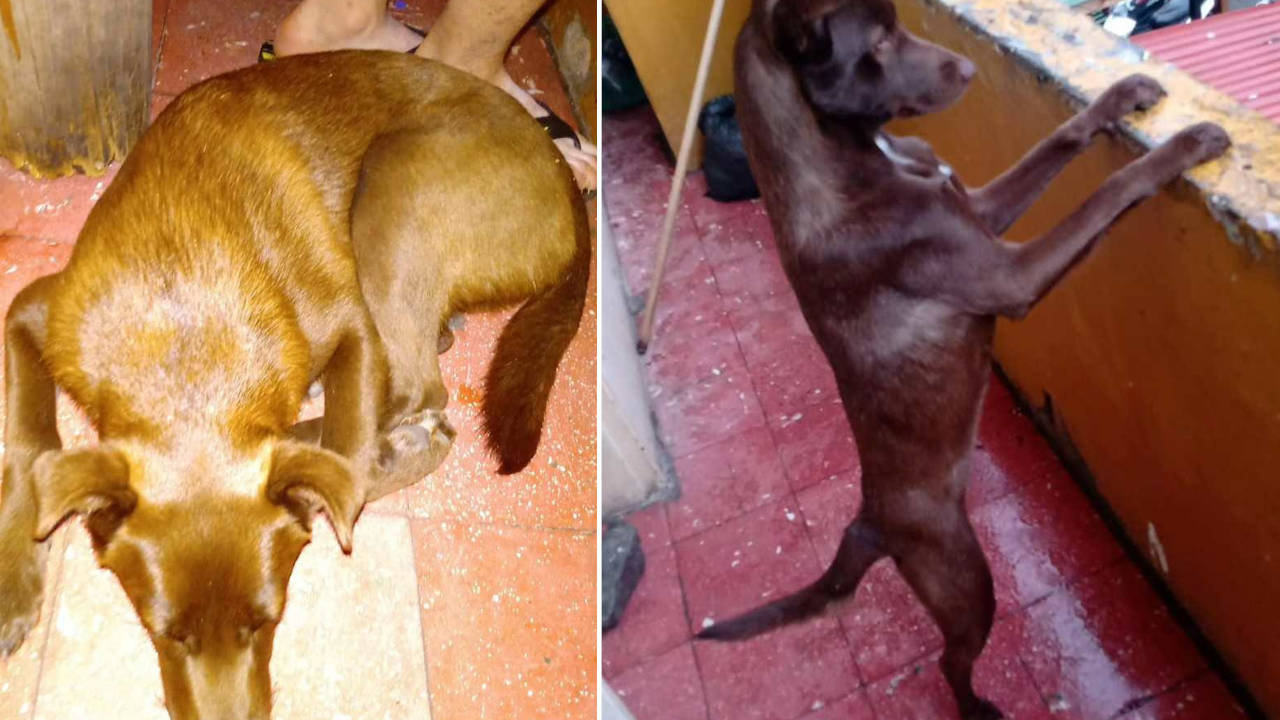 Buscan a ‘Estrella’, se extravió en Manrique Oriental estrella-perrita-extraviada