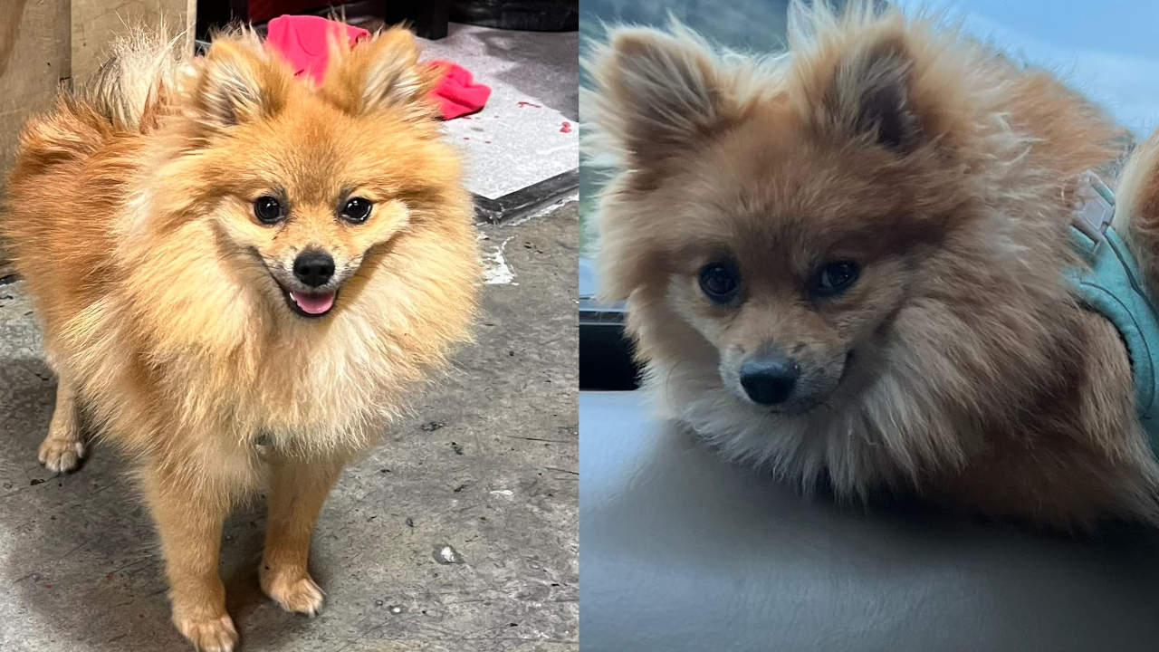 Familia busca en Santa Cruz, Medellín a su perrito llamado Coffee