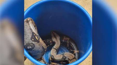 Esta serpiente estaba al interior de una casa en San Rafael boa-casa-san rafael