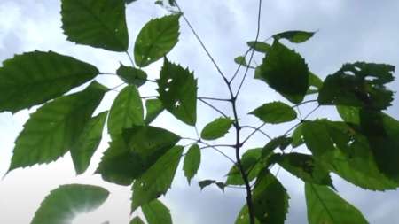 Hidroituango produce más de 800.000 árboles en su vivero Hidroituango