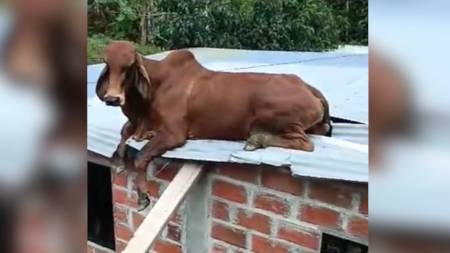 ¿Cómo llegó ahí? Vaca terminó en el techo de una casa en Anorí, Antioquia vaca-techo-anori