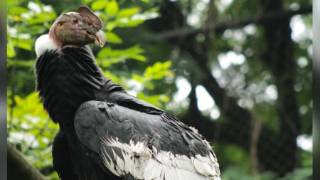condor vuela desde el parque de