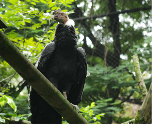 condor-de-los-andes-medellin-cundinamarca