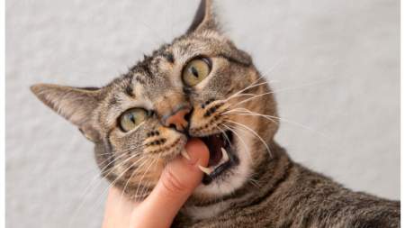 ¿Cómo hacer que mi gato no me muerda así sea por cariño?