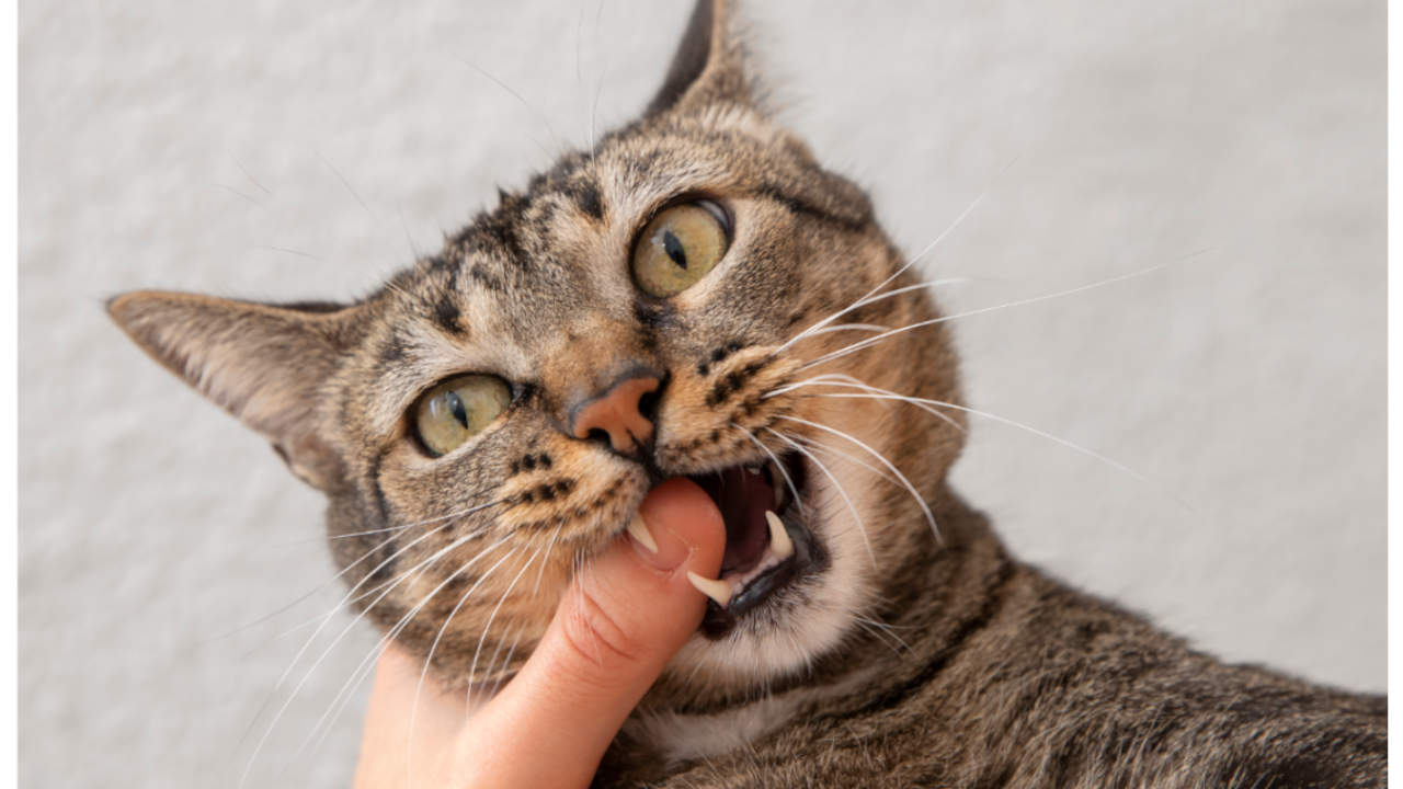 ¿Cómo hacer que mi gato no me muerda así sea por cariño? ¿Cómo hacer que mi gato no me muerda así sea por cariño?