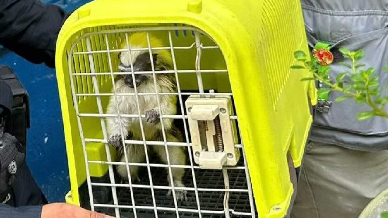 Autoridades recuperan mono titi cabeciblanco en Itagui