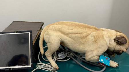 Crean modelo biomecatrónico de un perro con el fin de simular el funcionamiento fisiológico del animal