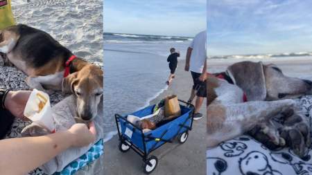 Emotivo video: una familia lleva a su perrito mayor a la playa para su último día juntos perrito 1280x720 marca de agua 1