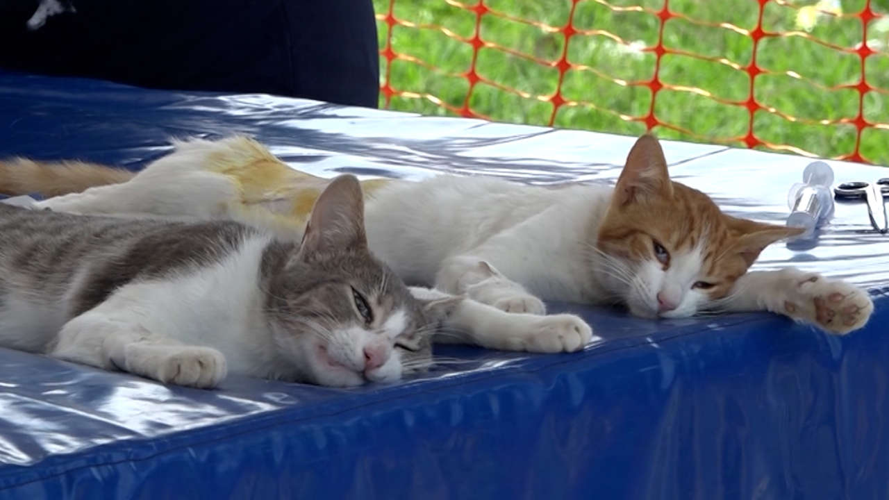 Desde hoy perros y gatos tendrán jornadas de esterilización gratis en los 10 municipios del Área Metropolitana perros y gatos