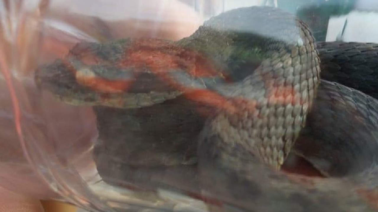 Autoridades ambientales rescatan serpiente atrapada en medio de una obra pública