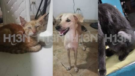 jornada-esterilizacion-apartado