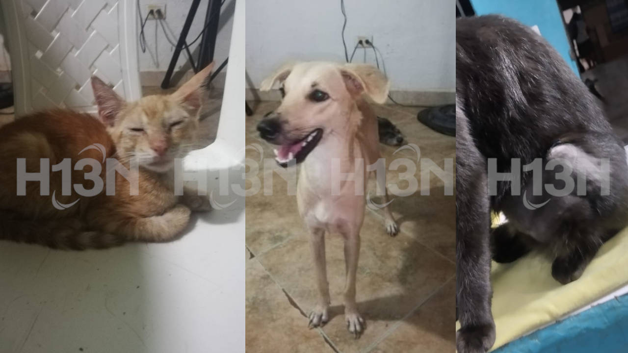jornada-esterilizacion-apartado