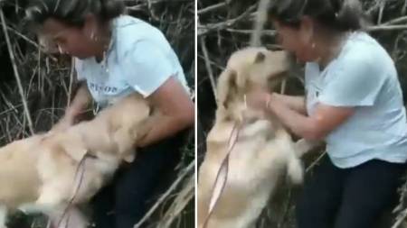 Emotivo encuentro de una familia con su perrito perdido Emotivo encuentro de una familia con su perrito perdido