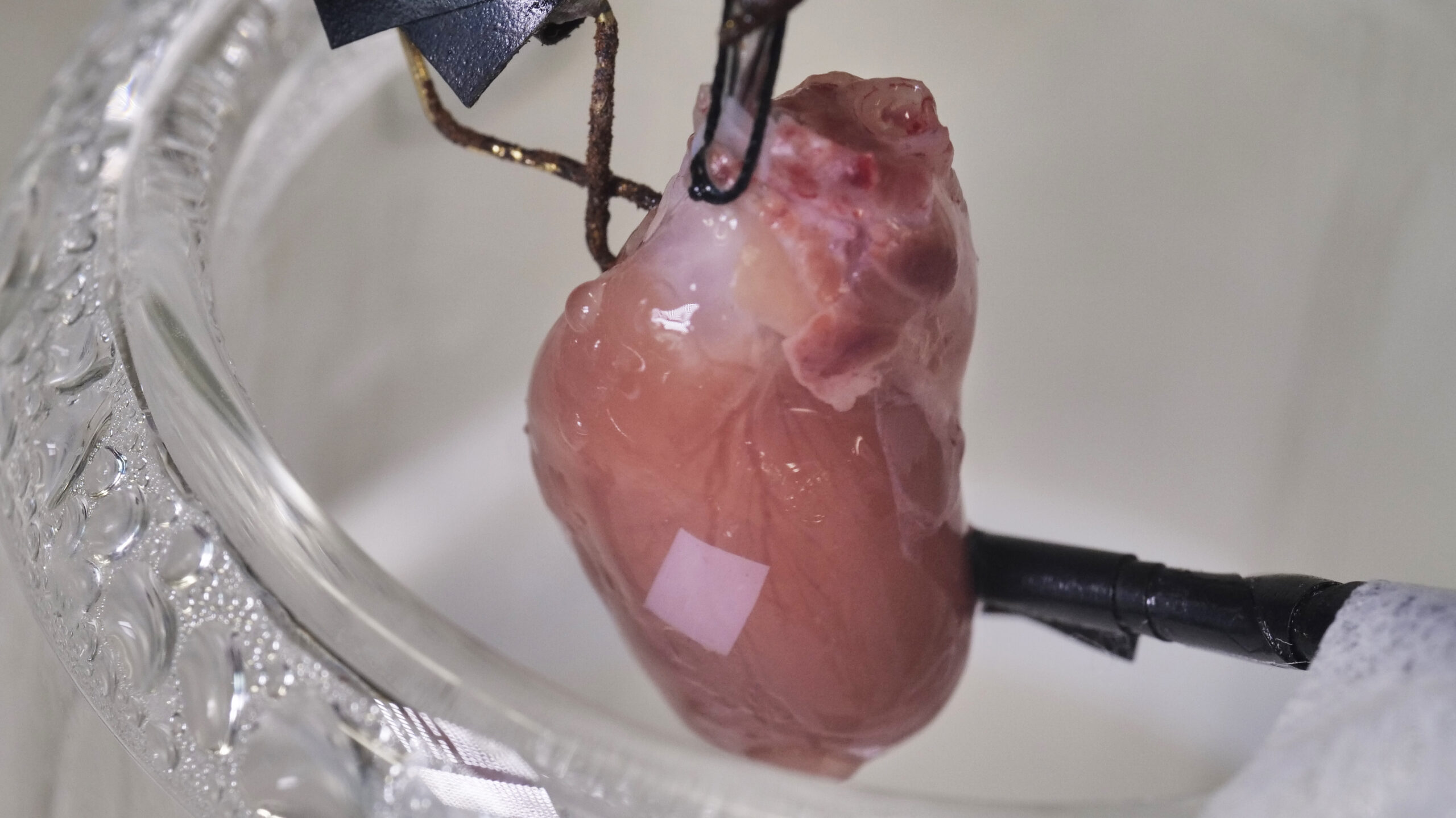 Patente prototipo de parche cardiaco 1 scaled