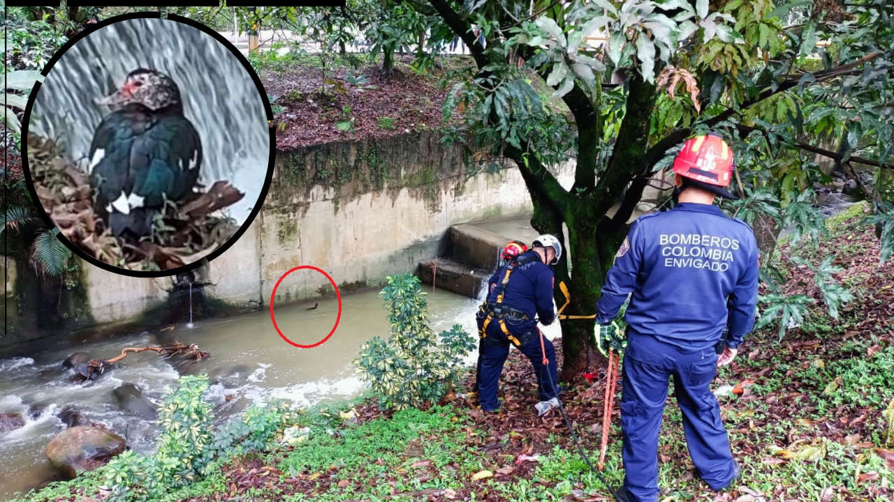 Un pato ha sido tema de noticia esta semana debido a que se le ha visto en varios sitios de Envigado