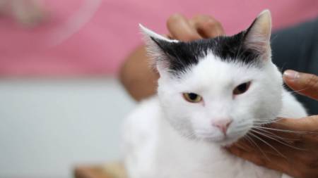 gatico-sida-adoptado-medellin