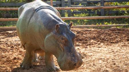 Una hipopótamo fue esterilizada exitosamente en Colombia