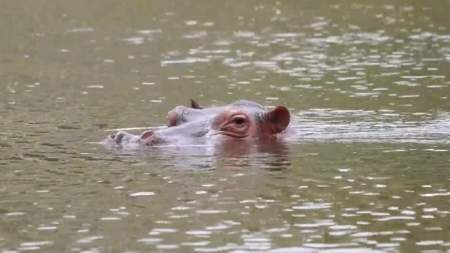 Ministerio de ambiente confirmó que iniciará un proceso de eutanasia para hipopótamos en el Magdalena Medio